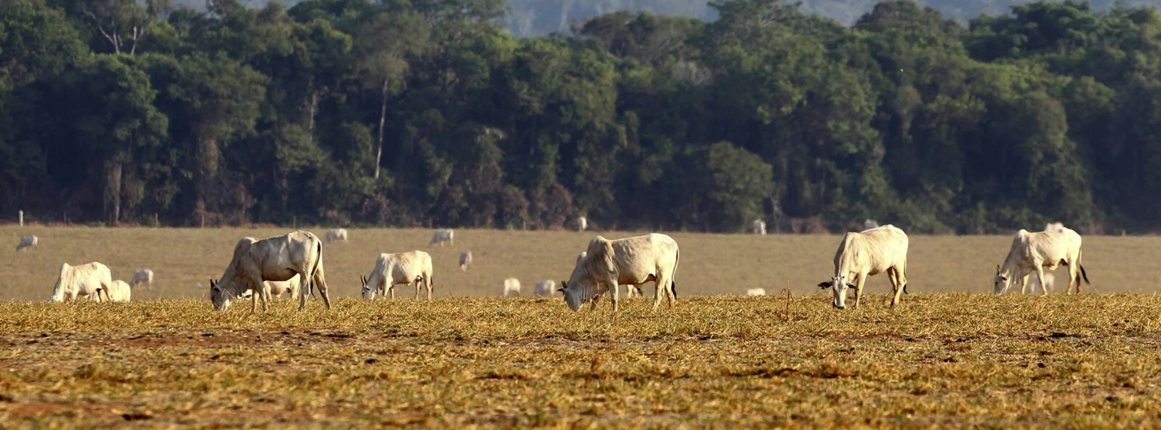 cattle grazing, Brazil