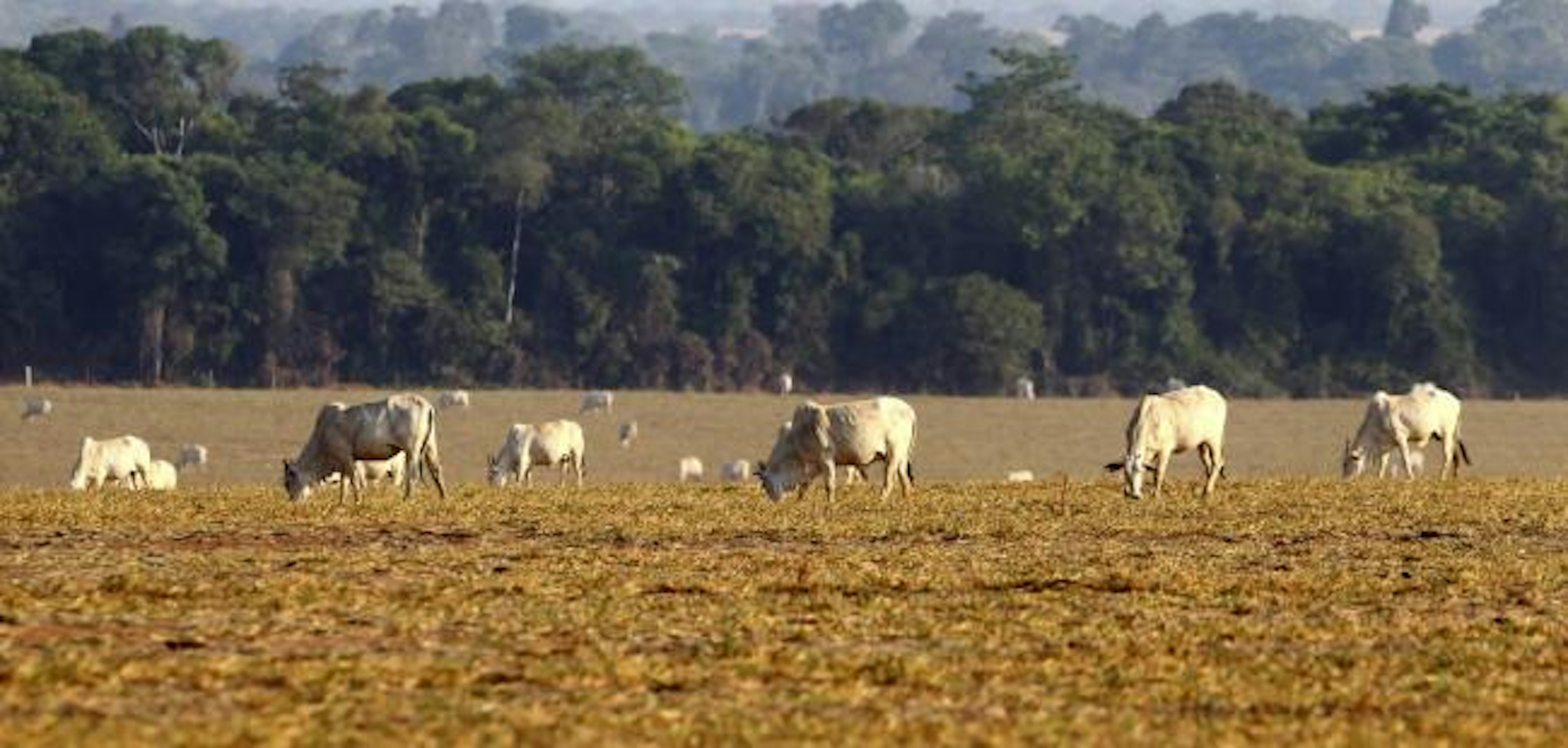 cattle grazing 