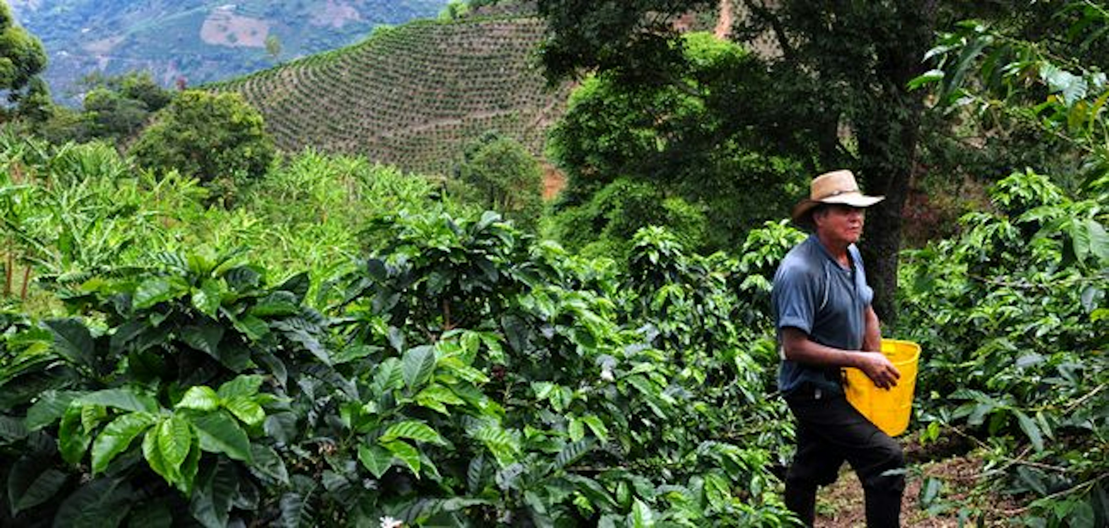 Colombian coffee