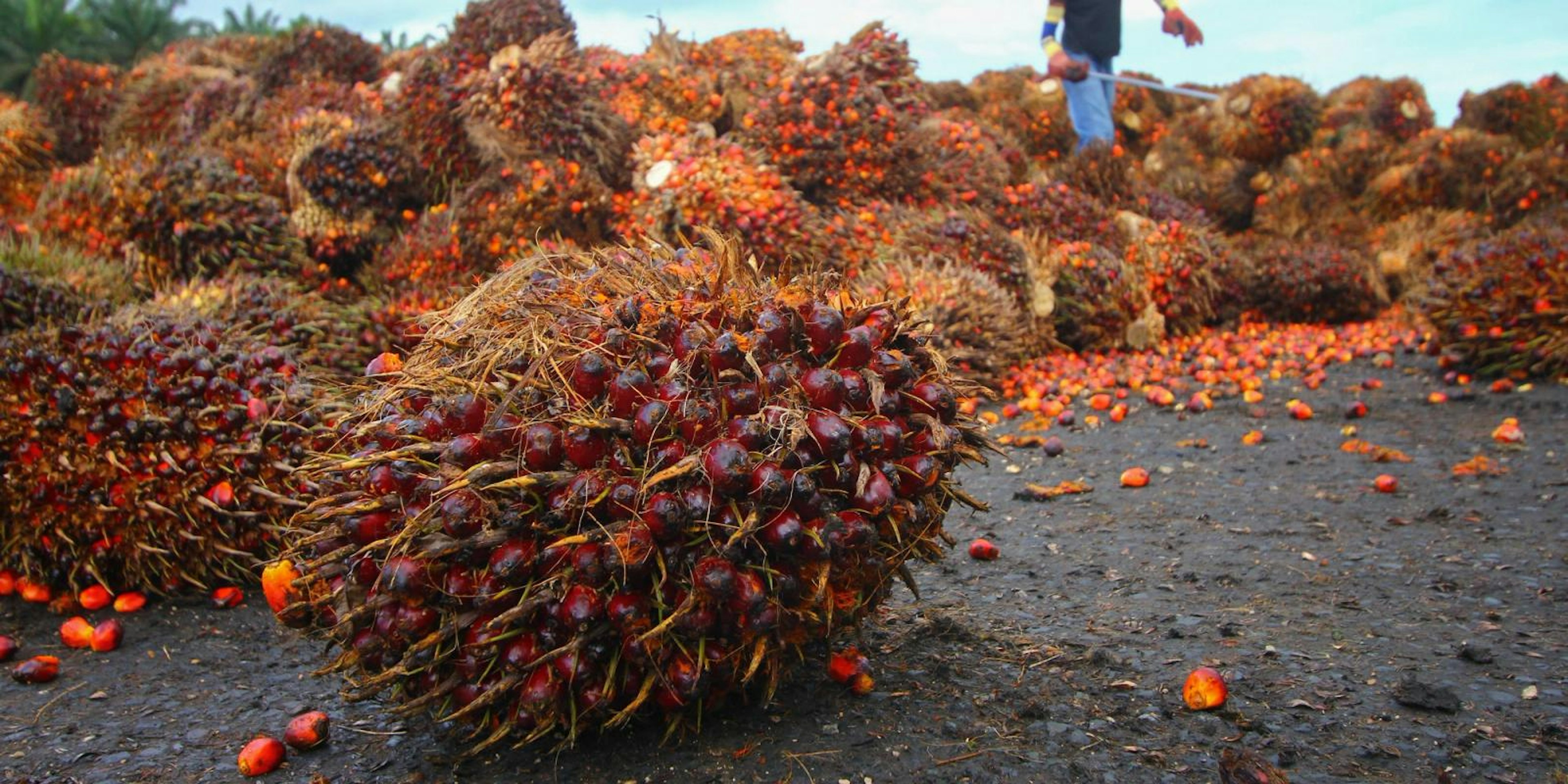 Palm oil fruit, Indonesia