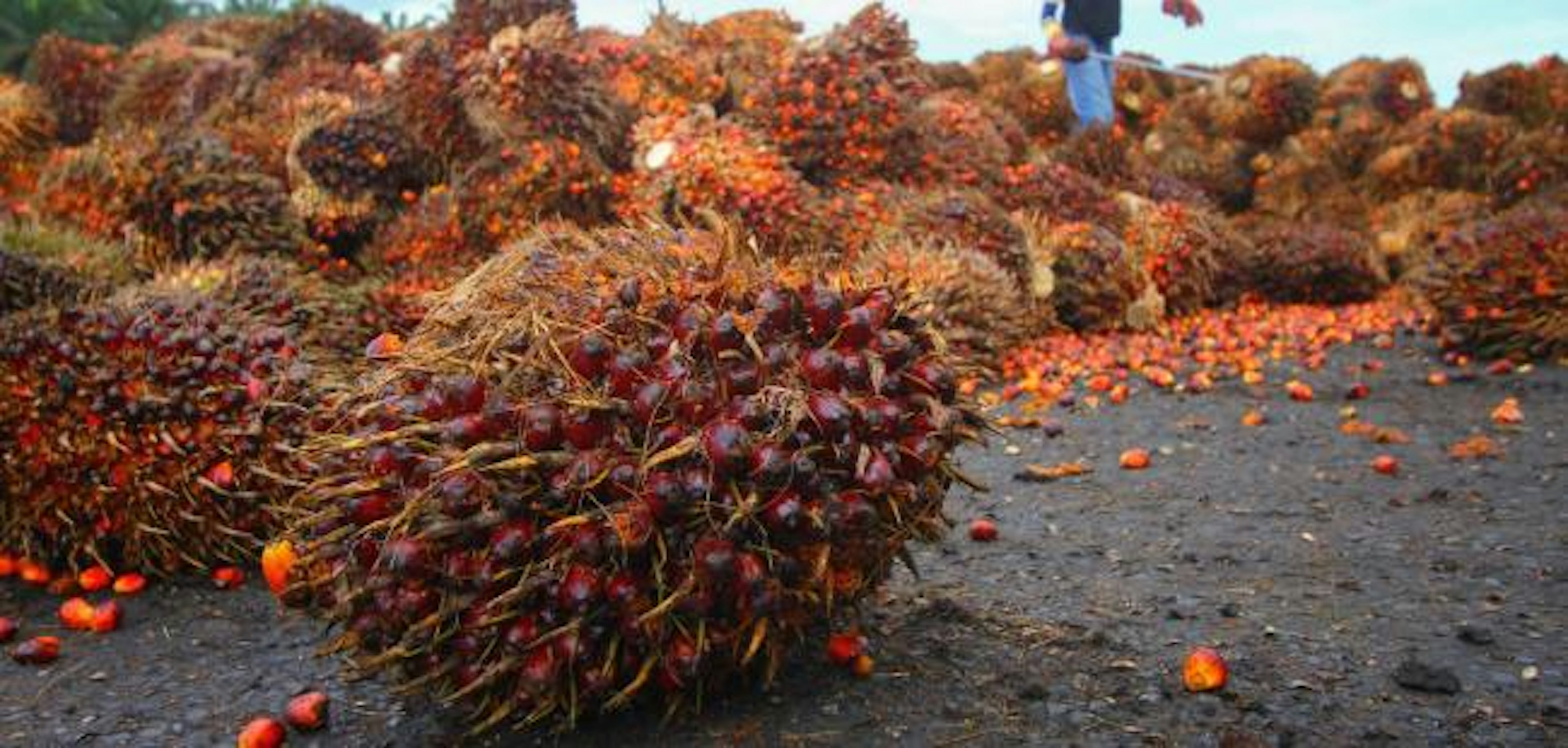 Palm oil fruit, Indonesia