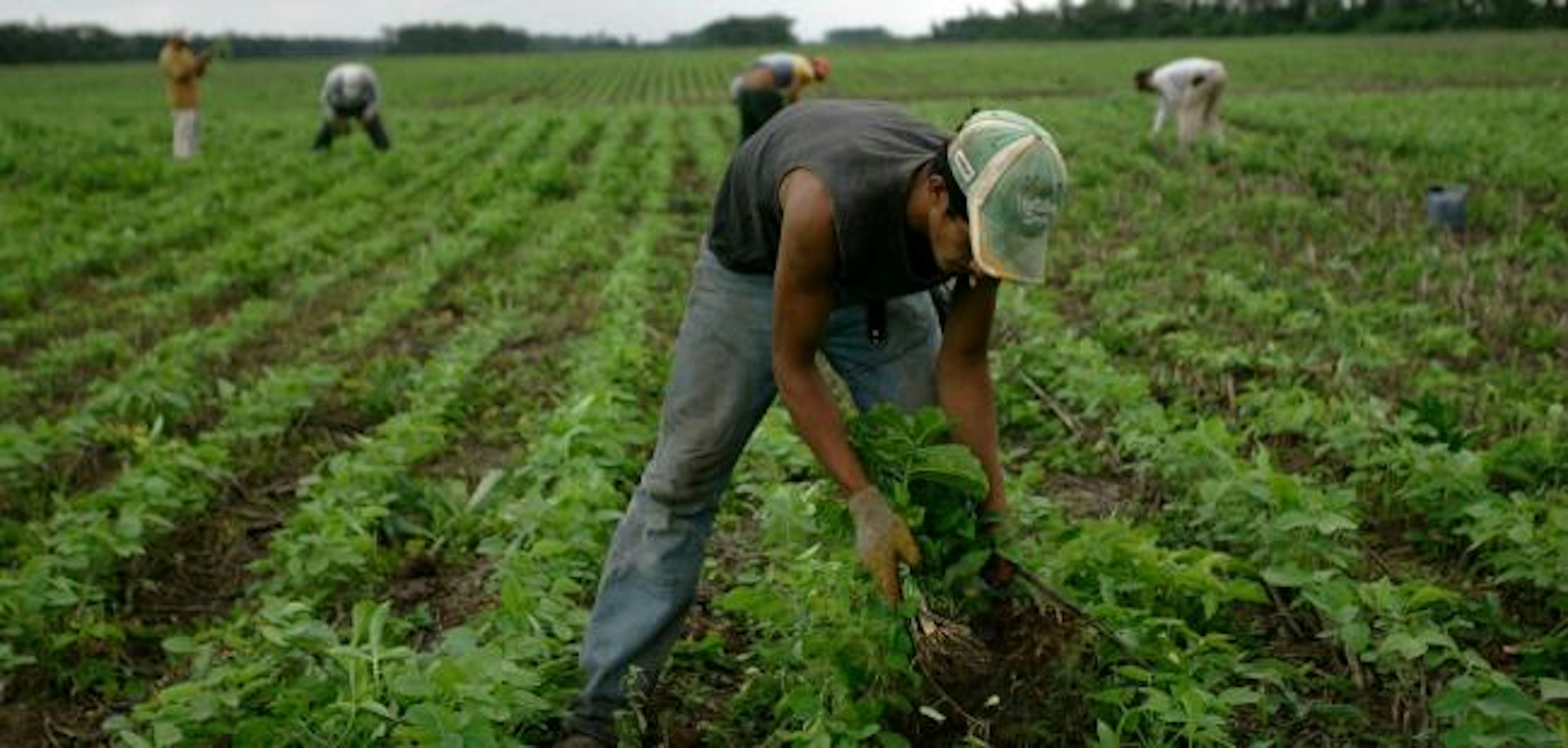 Men work at a soy field in Santa Cruz, Bolivia.