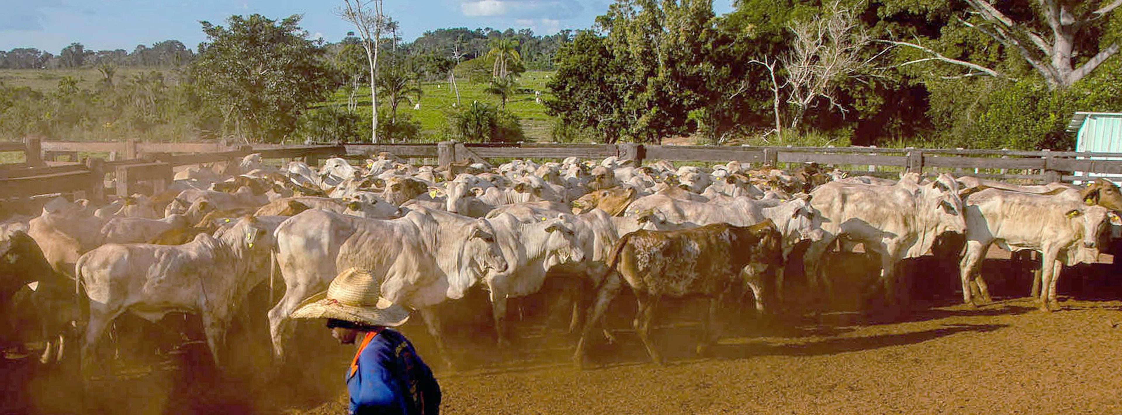 Cattle ranching, Mato Grosso