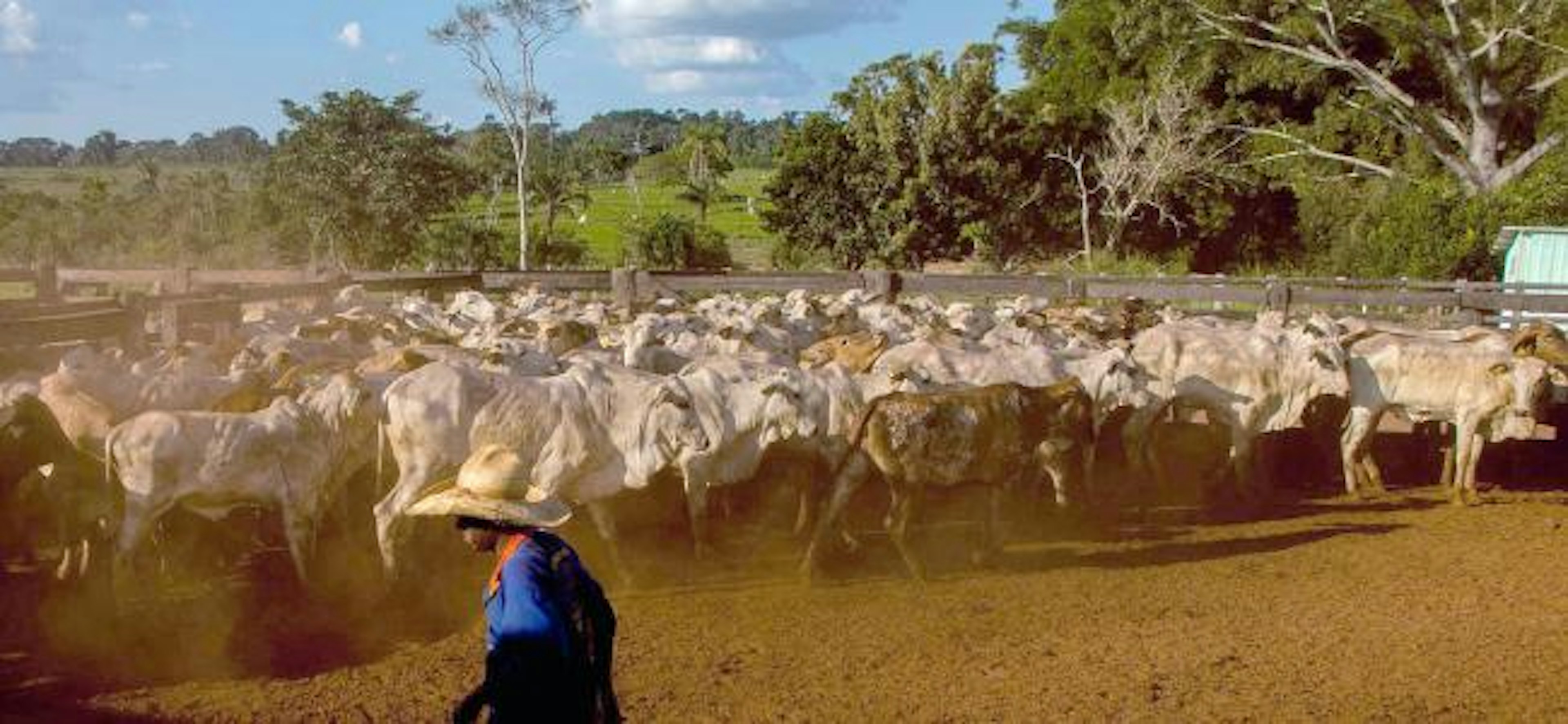 Cattle ranching, Mato Grosso