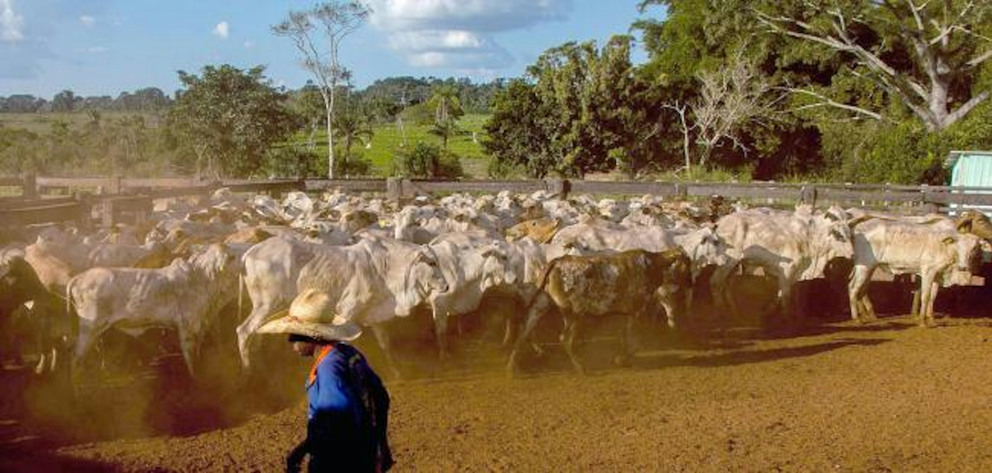 Cattle ranching, Mato Grosso