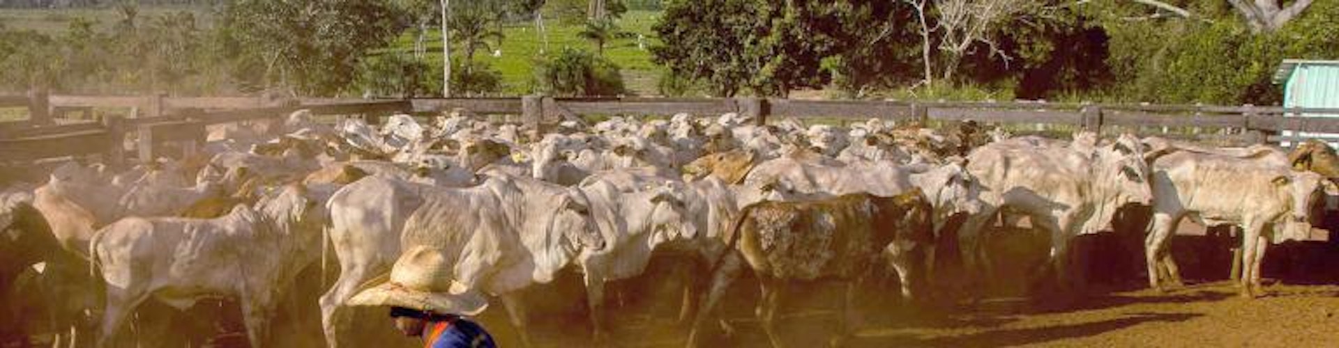 Cattle ranching, Mato Grosso