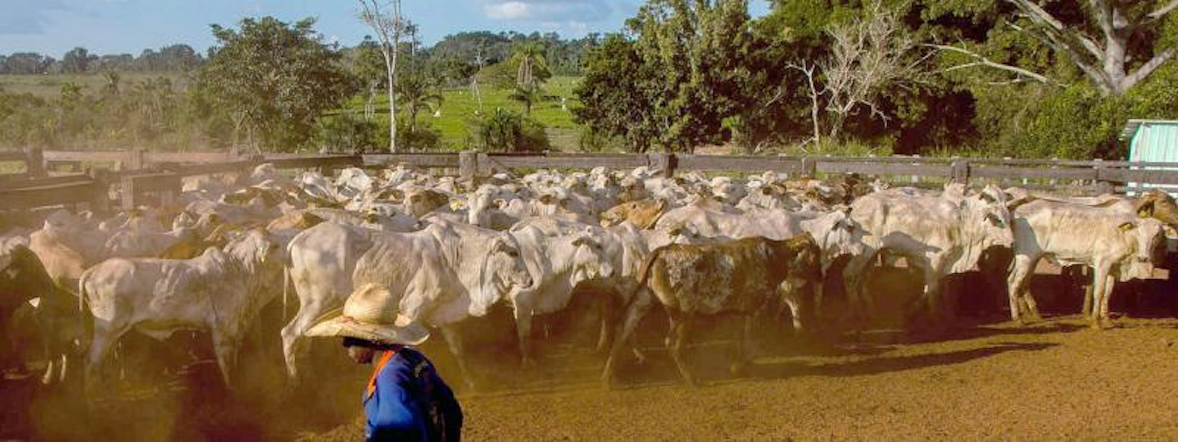 Cattle ranching, Mato Grosso