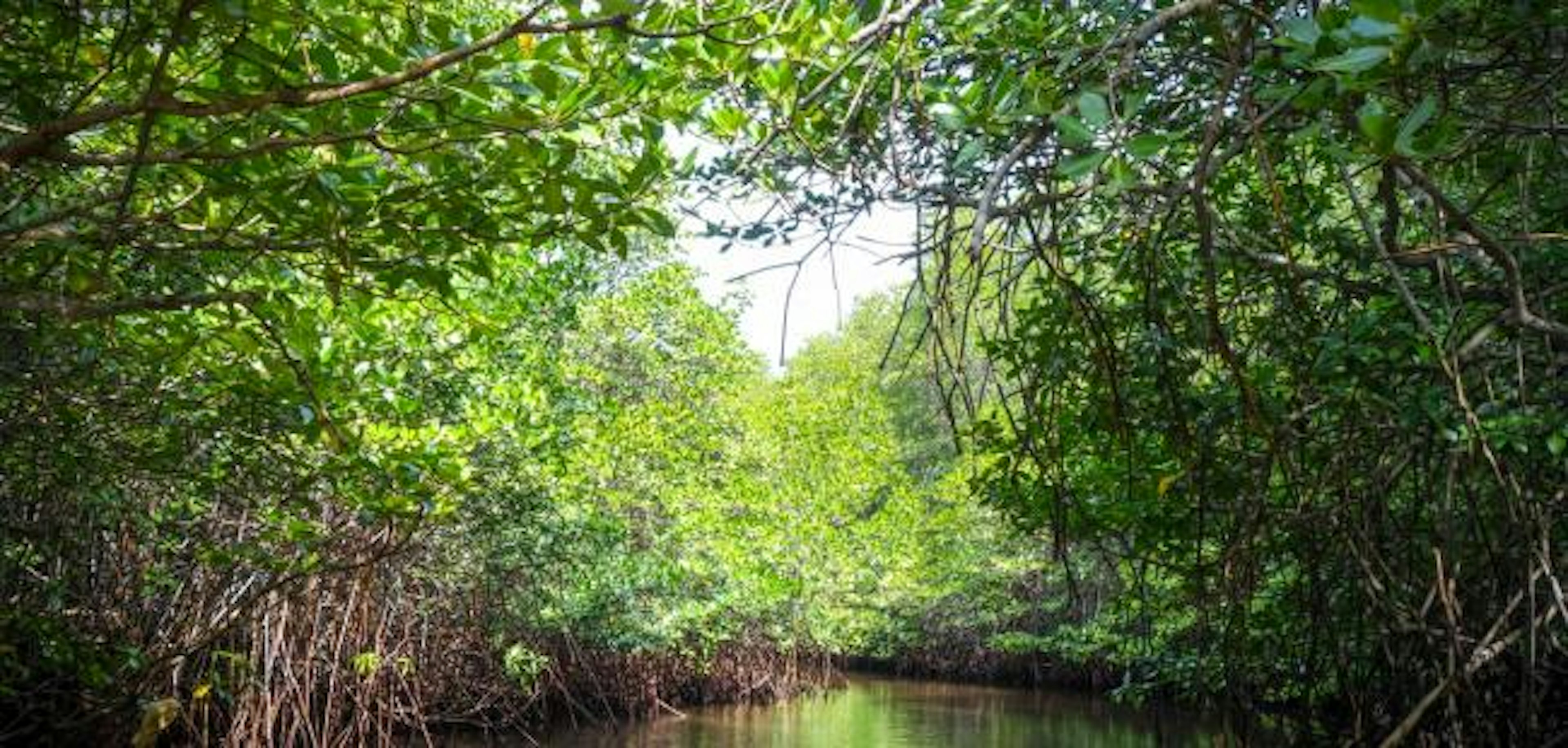 Mangrove in Nusa Lembongan island, Bali, Indonesia.