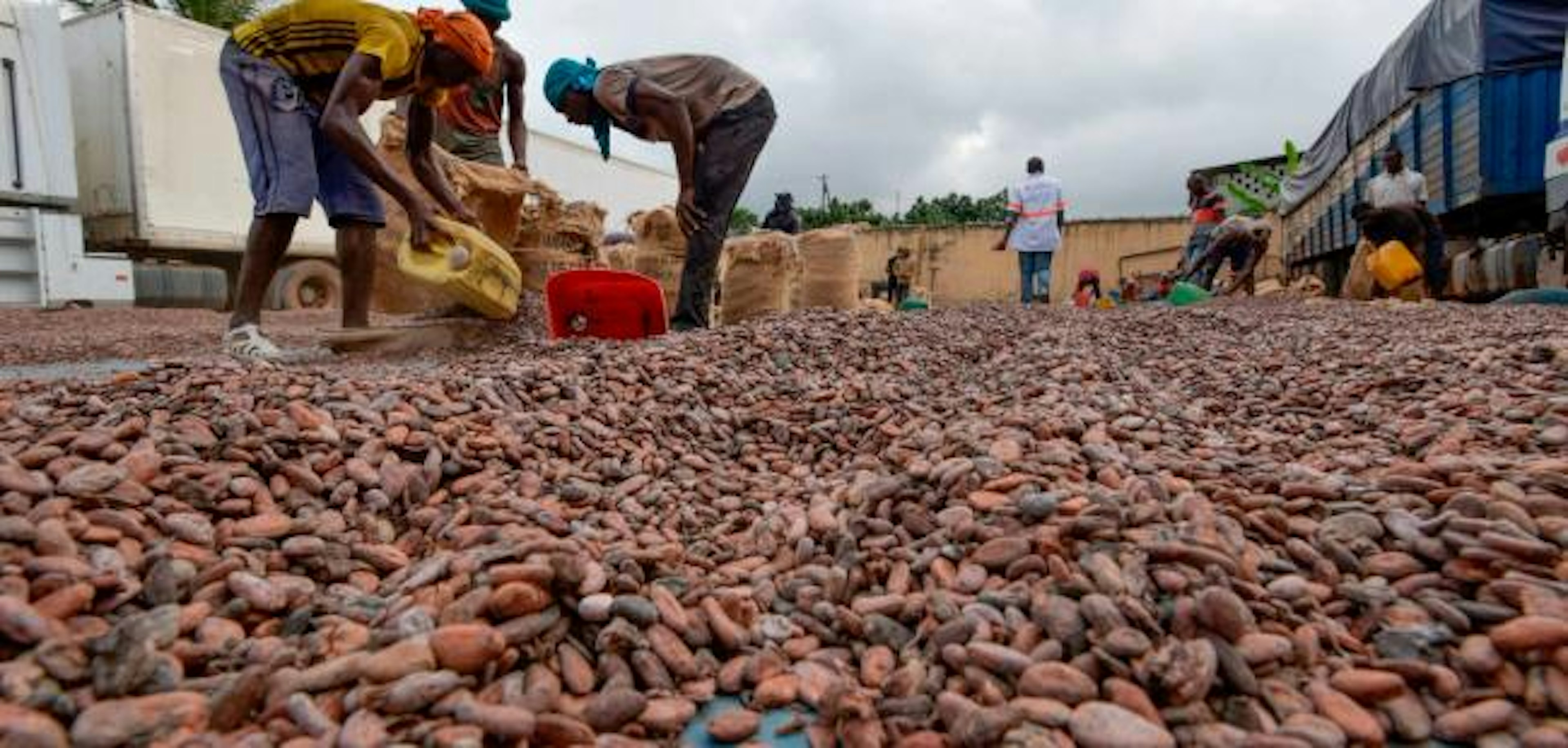 workers drying cocoa beans, Cote d'Ivoire