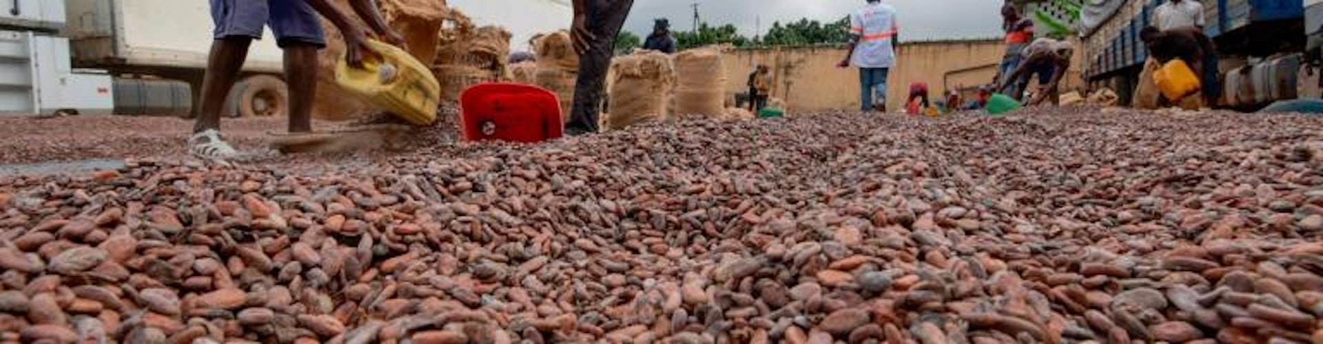 workers drying cocoa beans, Cote d'Ivoire