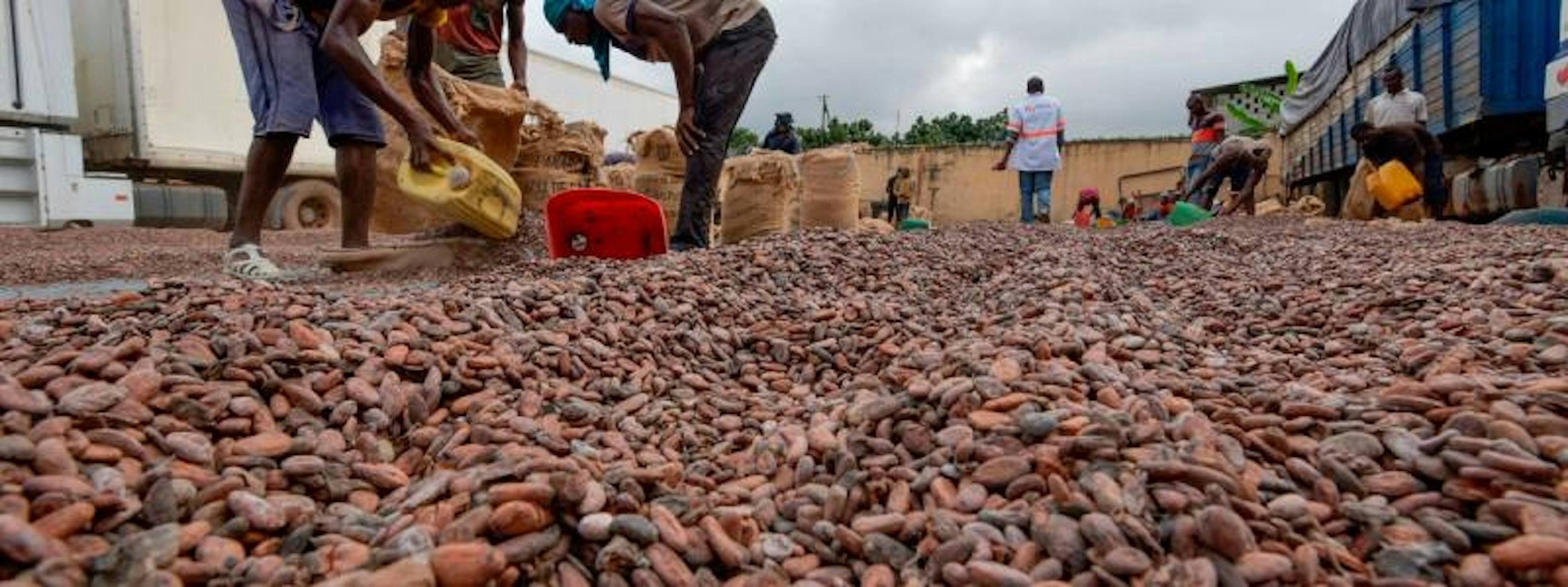 workers drying cocoa beans, Cote d'Ivoire