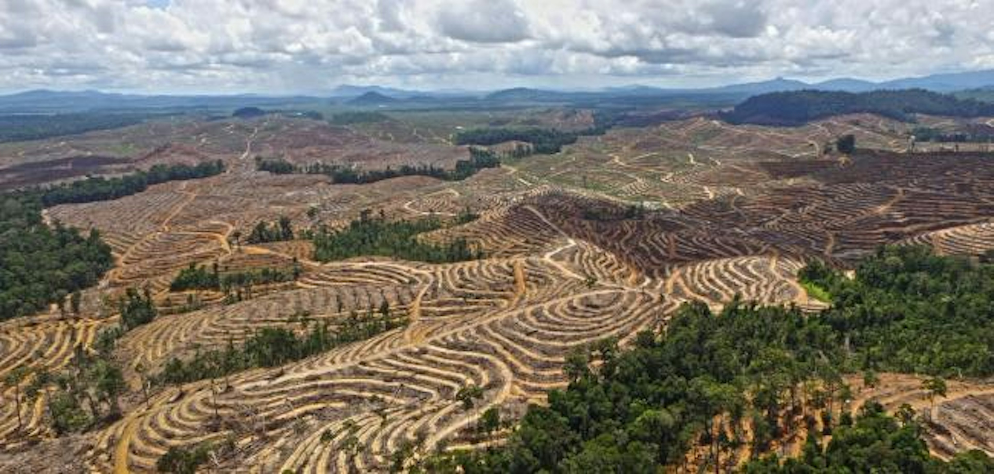 Cleared land in central Kalimantan, Indonesia, 2019