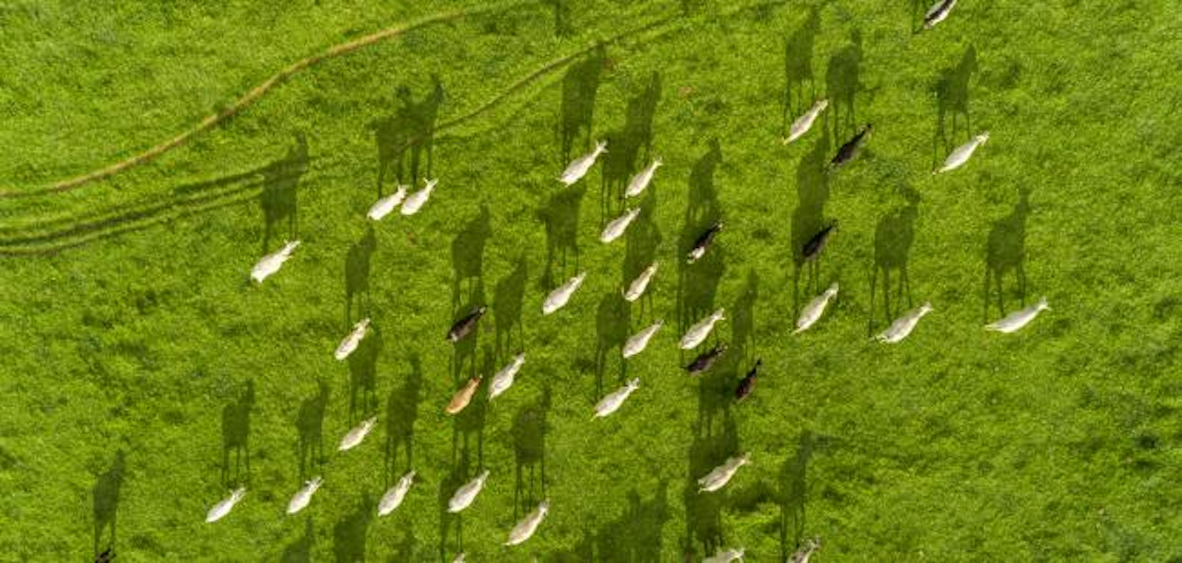 A HERD OF NELORE CATTLE ON PASTURE IN BRAZIL (BRASTOCK/SHUTTERSTOCK)