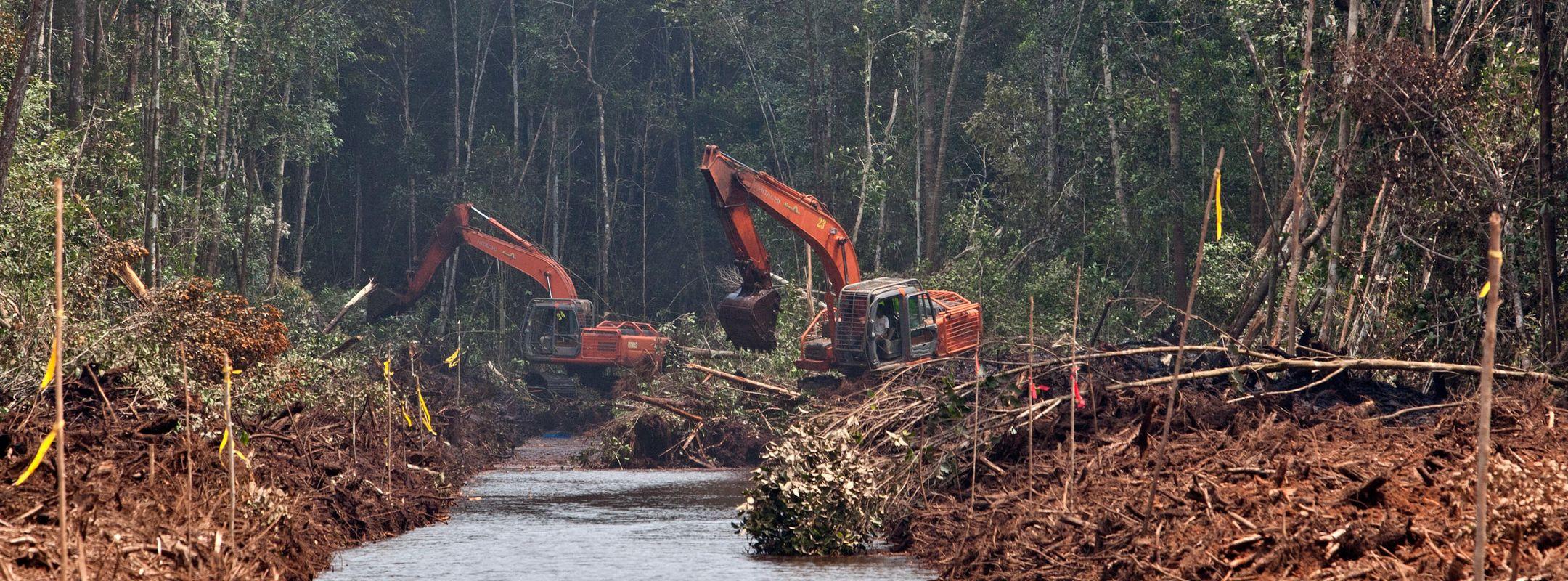 Peatland forest clearance in Kalimantan