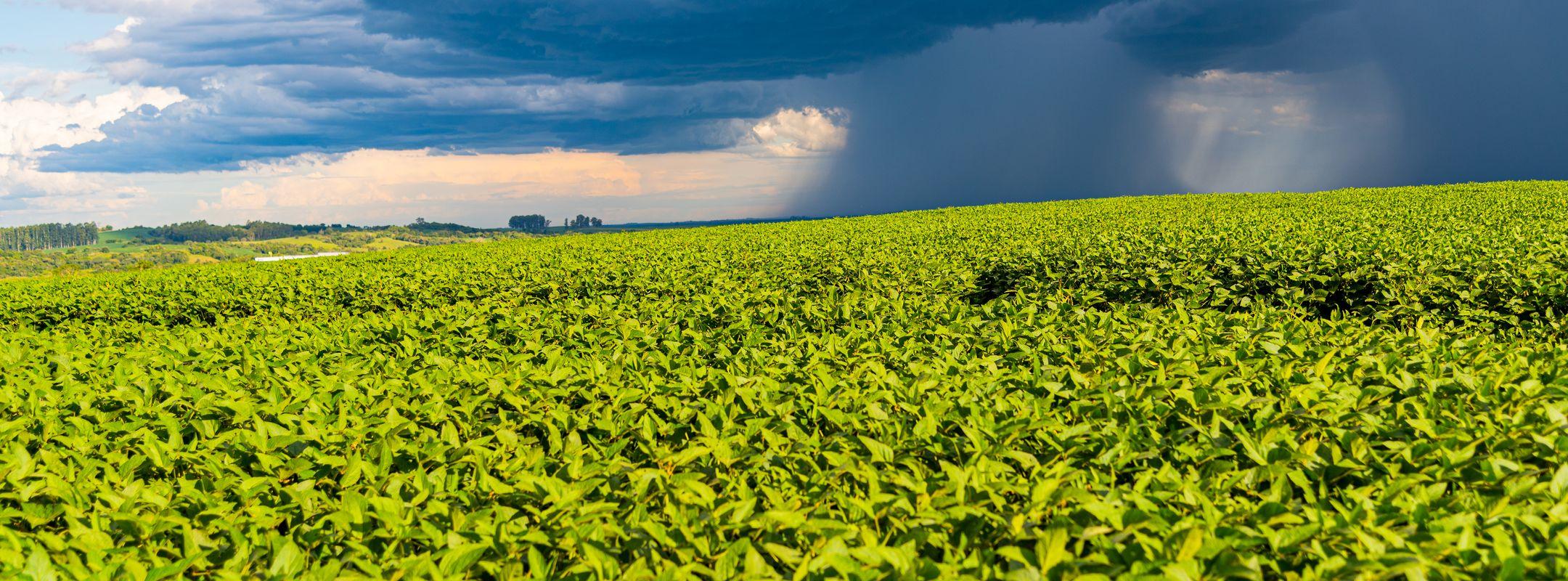 Storm over a soy plantation