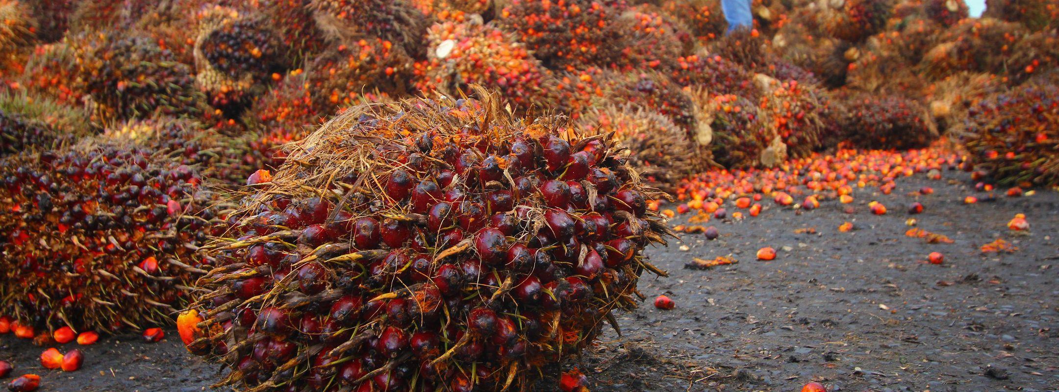Oil palm fruits with workers in background