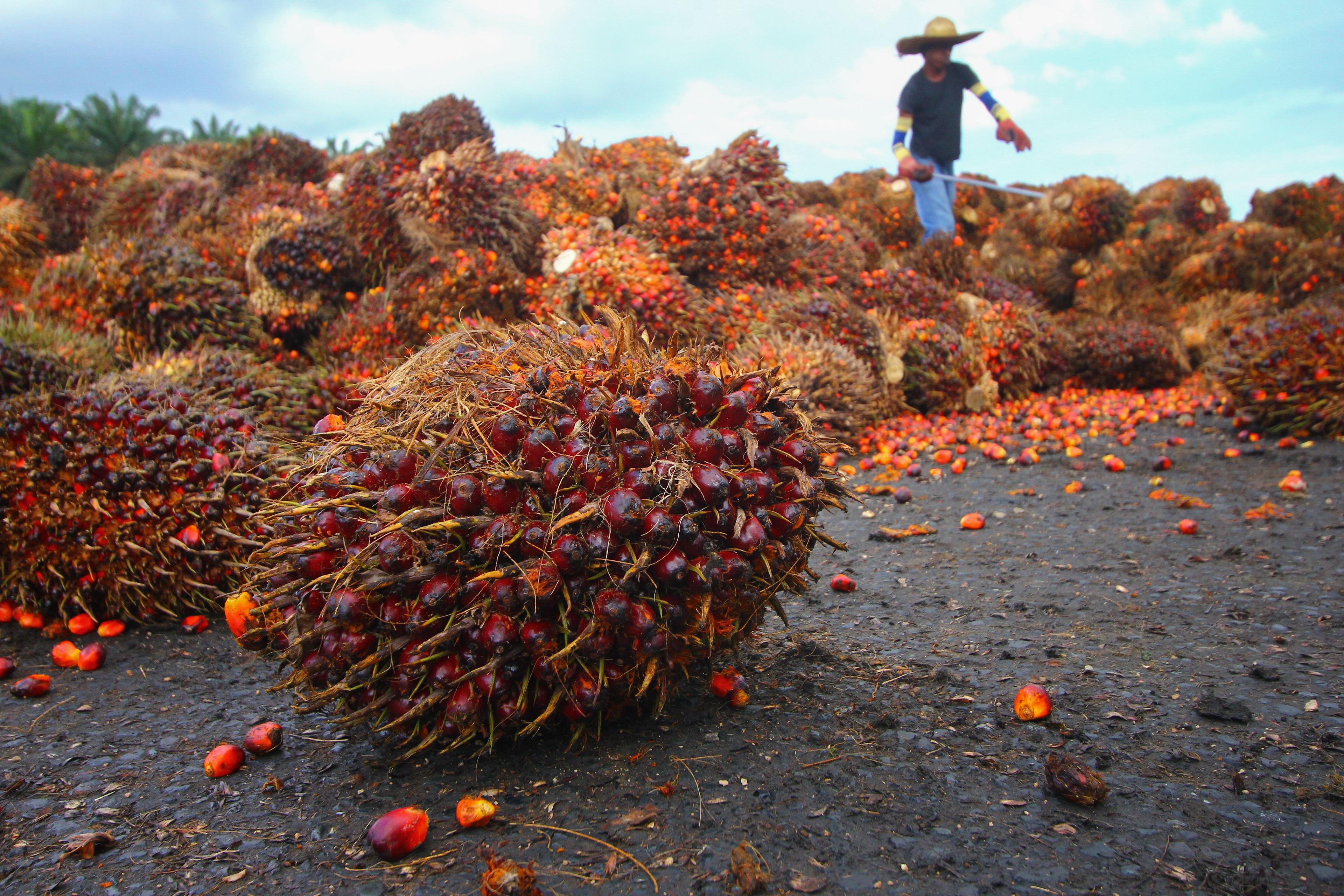 Oil palm, Indonesia