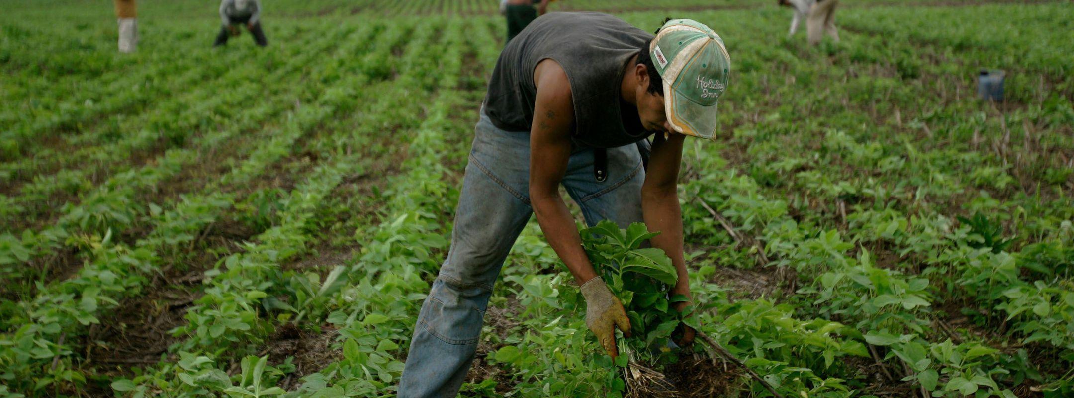 Men work at a soy field in Santa Cruz, Bolivia.