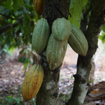 Cocoa pods in Ghana