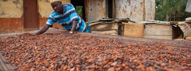 Cocoa farmer drying cocoa beans, Ghana