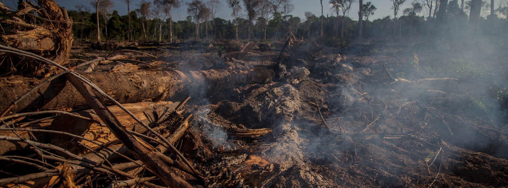 Burning Forest in the Amazon, Marcelândia, MT
