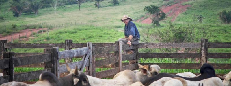 Cattle rancher with his cattle.
