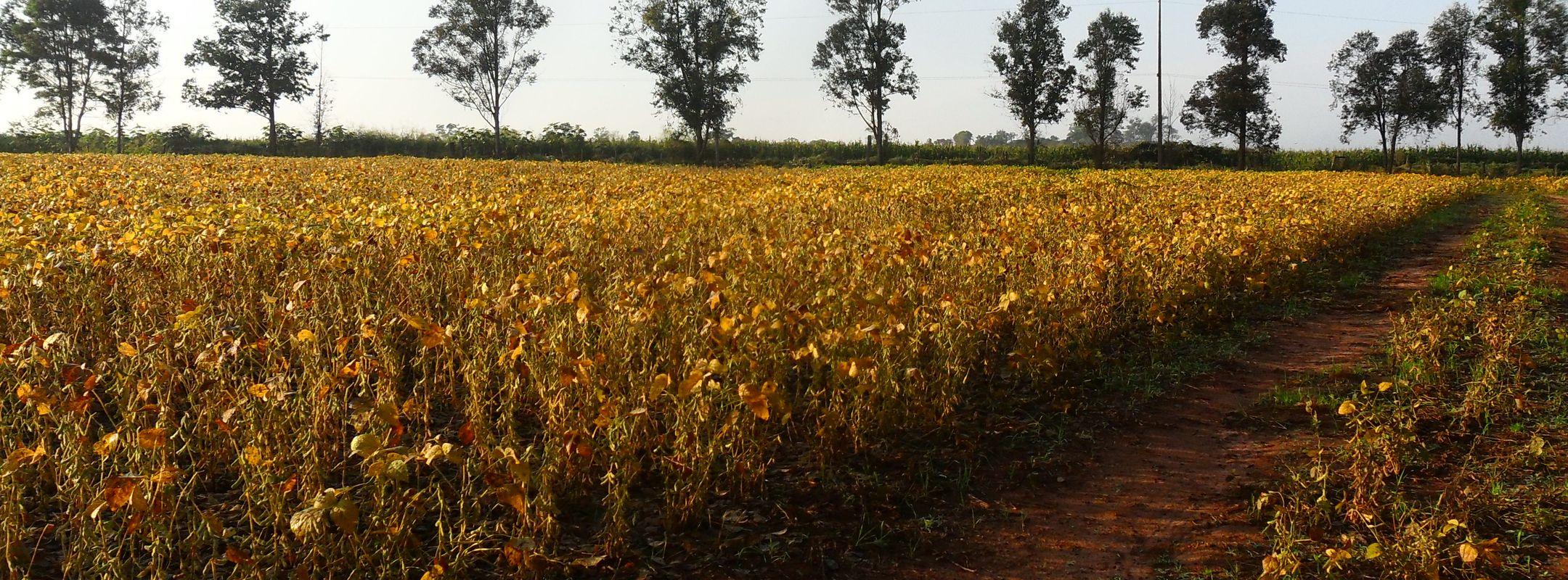 Soy field in Paraguay