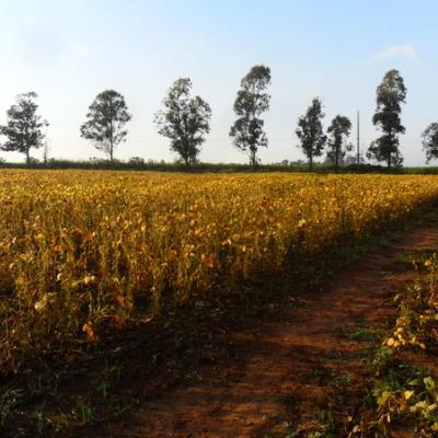 Soy field in Paraguay