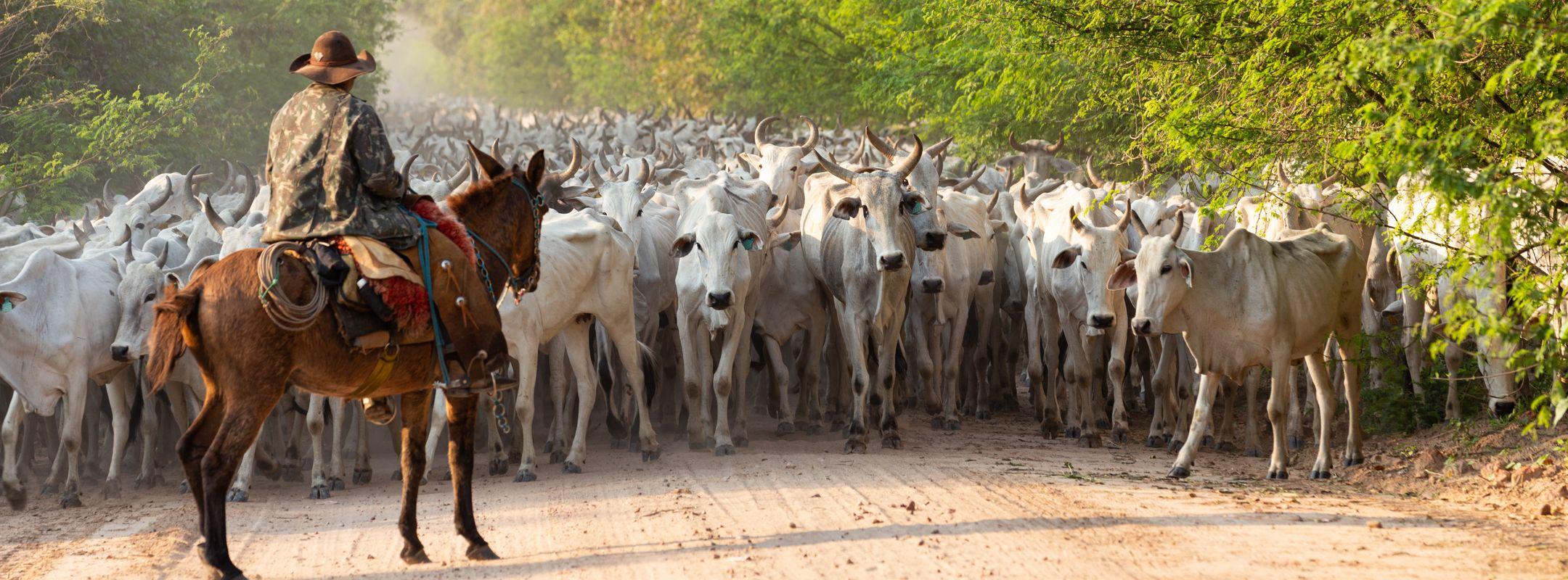 A herd of cattle driven by a cowboy