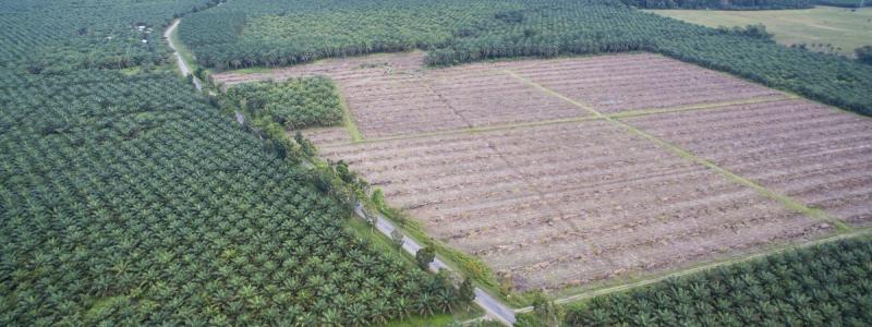 Palm oil tree plantation in South Sulawesi, Indonesia