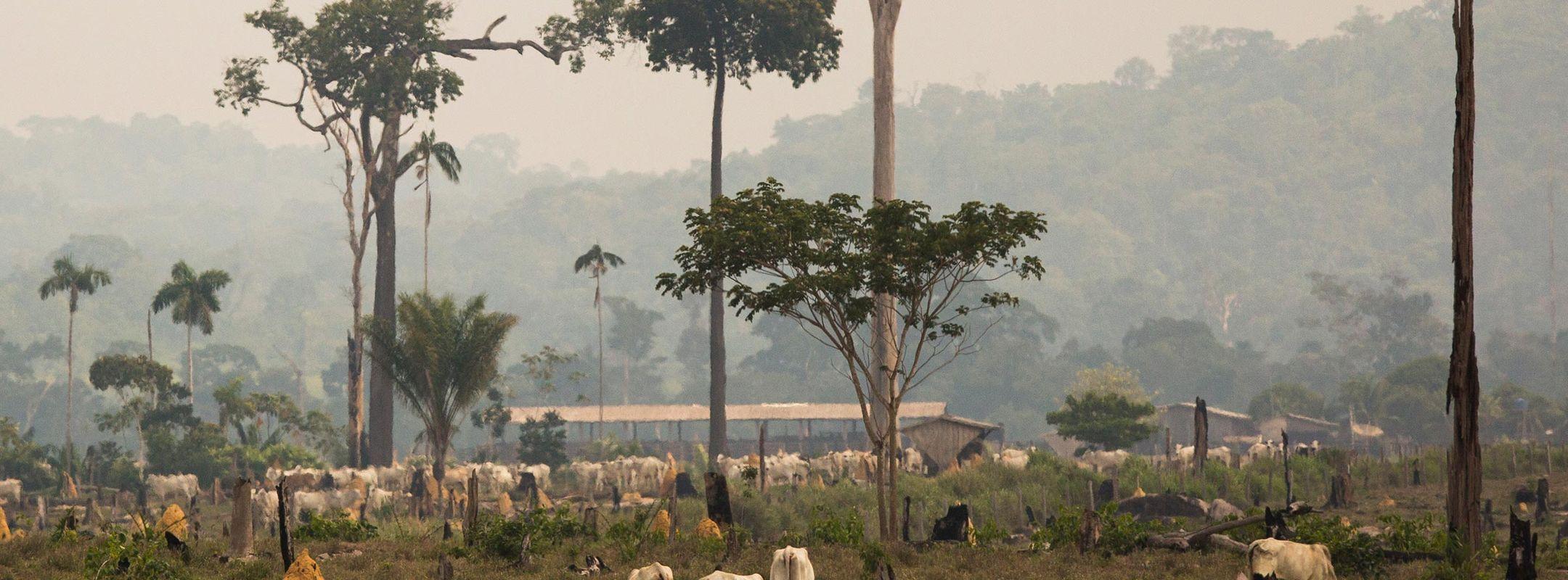 Cattle in the Amazon