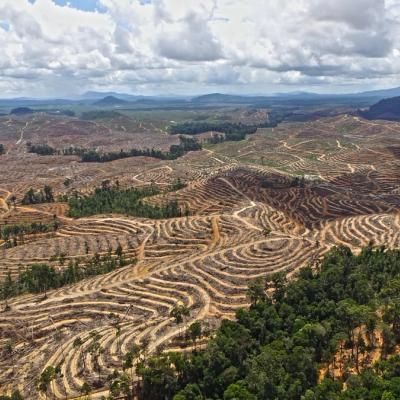 Cleared land in central Kalimantan, Indonesia, 2019